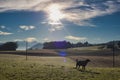 Sunset on a dog walk path through rural country fields