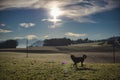 Sunset on a dog walk path through rural country fields