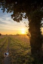 Sunset on a dog walk path through rural country fields