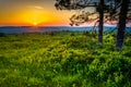 Sunset at Dolly Sods Wilderness, Monongahela National Forest, We Royalty Free Stock Photo