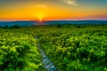 Sunset at Dolly Sods Wilderness, Monongahela National Forest, We Royalty Free Stock Photo