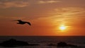 Sunset with dramatic sky over the horizon of the Atlantic Ocean with the silhouette of a seagull with spread wings flying by. Royalty Free Stock Photo