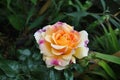 Sunset Dream Rose in full bloom in Summer Royalty Free Stock Photo