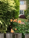 Sunset Dream Roses in my English country garden