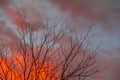 Sunset with dry branches against a fiery sky Royalty Free Stock Photo