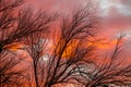 Sunset with dry branches against a fiery sky Royalty Free Stock Photo