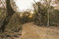 Sunset in a dry forest Royalty Free Stock Photo