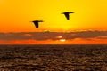 Sunset Duck Flight Royalty Free Stock Photo