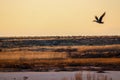 Sunset with duck silhouette Royalty Free Stock Photo