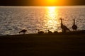 Sunset Ducks close-up Royalty Free Stock Photo