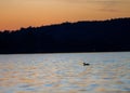 Sunset Ducks close-up Royalty Free Stock Photo