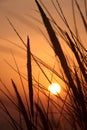 Sunset and dune grass