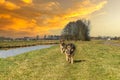 Sunset Dutch polder landscape with German Shepherd walking and looking at the camera