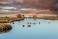 Sunset Dutch polder landscape with green grassy meadows