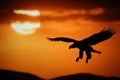 Sunset eagle Royalty Free Stock Photo