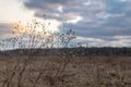 Sunset in early spring on the meadow.