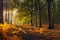 Sunset at a footpath at the edge of the forest Royalty Free Stock Photo