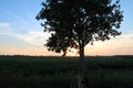 Sunset in the Emilia Romagna countryside Royalty Free Stock Photo