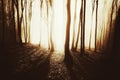 Sunset in enchanted forest with fog and bright sun rays Royalty Free Stock Photo