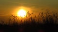 Sunset with European beachgrass Royalty Free Stock Photo