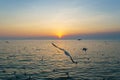 Sunset or evening time with golden sky at sea or ocean with seagull bird flying at Bang poo, Samutprakan, Thailand. Royalty Free Stock Photo