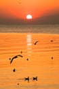 Sunset or evening time with golden sky at sea or ocean and seagull bird flying at Bang poo, Samutprakan, Thailand. Royalty Free Stock Photo