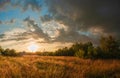 sunset in the village over a yellow field with thick grass and trees Royalty Free Stock Photo