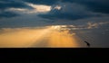 Sunset falls over Masai Mara with giraffe Royalty Free Stock Photo