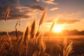 Sunset fantasy fantastic landscape with sunbeams glaring over wheat fields Royalty Free Stock Photo