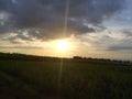 Sunset at farm, Sugarcane plantation