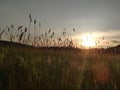 Sunset on field