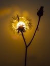 Sunset in the field Royalty Free Stock Photo