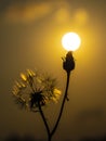 Sunset in the field Royalty Free Stock Photo