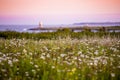 Sunset in the field of cammomile and clovers. Flovers and ocean. Light house island Dark tone