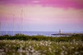Sunset in the field of cammomile and clovers. Flovers and ocean. Lighthouse island marine