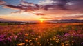 Sunset in the field with cosmos flowers