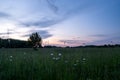 Sunset in the field with daisies. Field daisies in the foreground