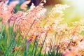 Sunset at field flower grass Royalty Free Stock Photo