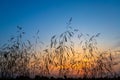 Sunset in the field. Grass against the background of the summer sunset sky. Royalty Free Stock Photo