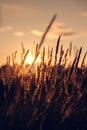 Sunset in the field. Landscape with grass against the backdrop of the setting sun at summer evening. Selective focus. Royalty Free Stock Photo