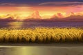 Sunset field landscape