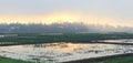sunset field rice with background a lot of trees Royalty Free Stock Photo