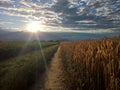 Sunset in the field. Ripe wheat and sugar beet Royalty Free Stock Photo