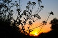 Sunset in the field Royalty Free Stock Photo