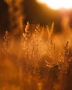 Sunset in the field, sun rays, grass Royalty Free Stock Photo