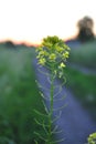 Sunset in the field Royalty Free Stock Photo