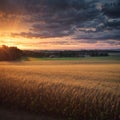 Sunset on the field with young rye or wheat in the summer with a cloudy sky background. Landscape. made with Royalty Free Stock Photo
