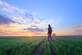 Sunset on a field of young wheat Royalty Free Stock Photo