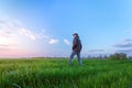 Sunset on a field of young wheat Royalty Free Stock Photo