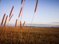 Sunset in fields of cut grain Royalty Free Stock Photo